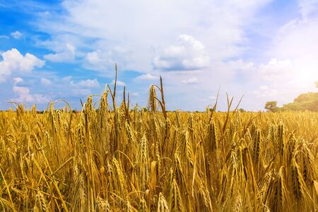 A field of wheat with a blue cloudy sky lit by the summer sunの写真素材