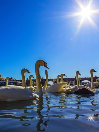 A large number of white swans on the Vltava River, near the Charles Bridge, Pragueの写真素材