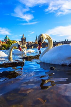 Swans on the river Ltava on the background of Charles Bridge. Czech Republic, Pragueの写真素材