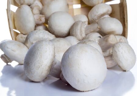 Scattered harvest of champignons from a basket on a white backgroundの写真素材