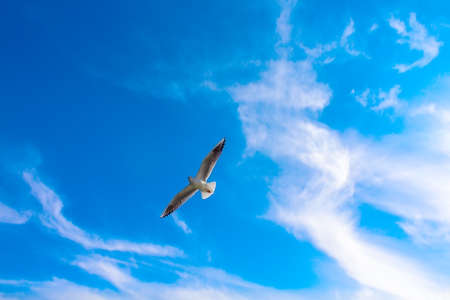 Seagull over the Baltic Sea in the blue sky with cloudsの写真素材