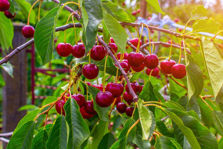 Big harvest of ripe cherries on the branchesの写真素材