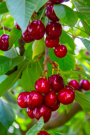 A lot of ripe cherries on one branchの写真素材