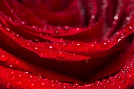 Red Rose Flower closeup