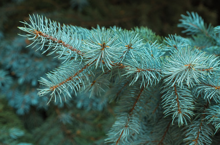Branches of blue fir tree.