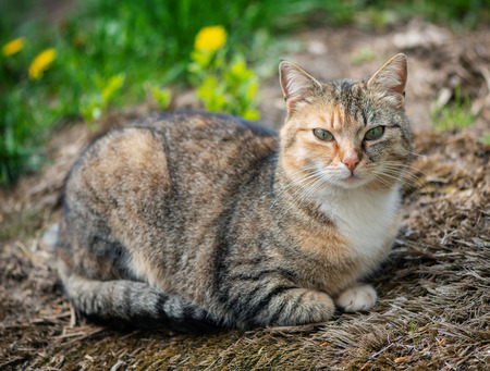 A multicolored cat sitting on the streetの写真素材