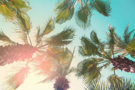 Retro toned image of beautiful palm tree tops with big leaves on the summer sky background.