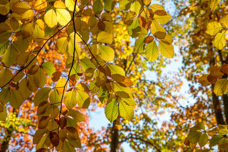 Yellow Autumn Leaves against blue sky
