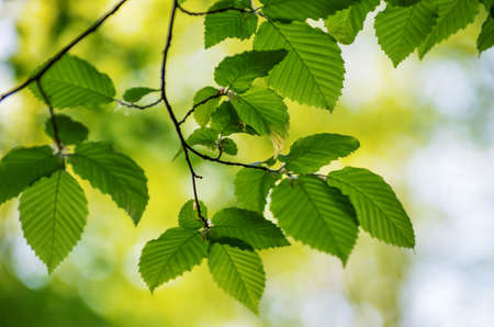 green leaves on the green backgroundsの写真素材