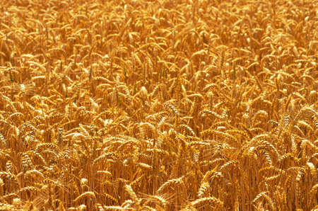 Fields of wheat at the end of summer fully ripeの写真素材