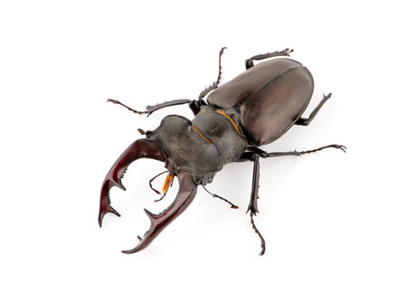 Male stag beetle, Lucanus cervus isolated on white backgroundの写真素材