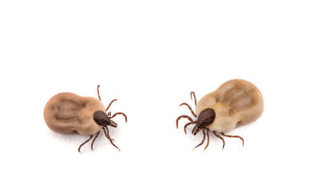Tick isolated on white backgroundの写真素材