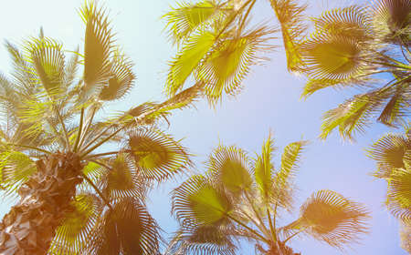 Retro toned image of beautiful palm tree tops with big leaves on the summer sky background.の写真素材