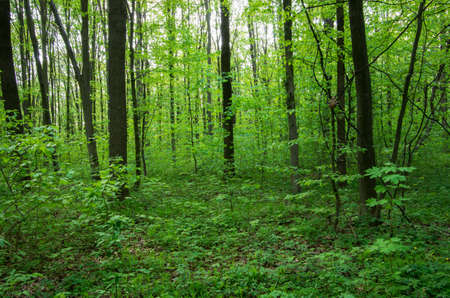 Sunlight in the green forest, spring timeの写真素材