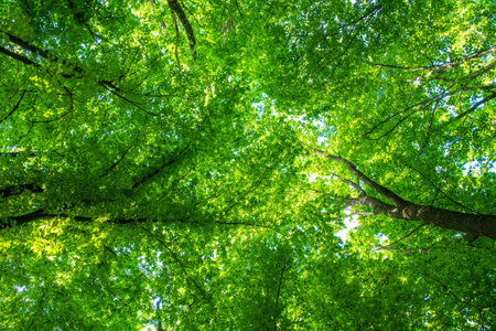 sunlight in trees of green summer forestの写真素材