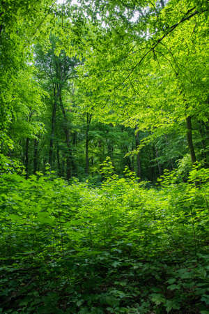 green forest background in a sunny dayの写真素材