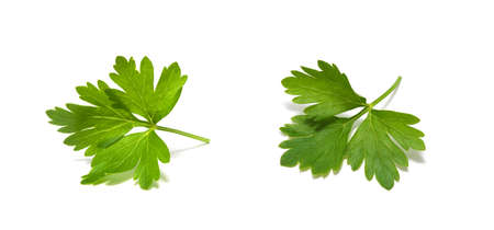 Parsley isolated on whiteの写真素材