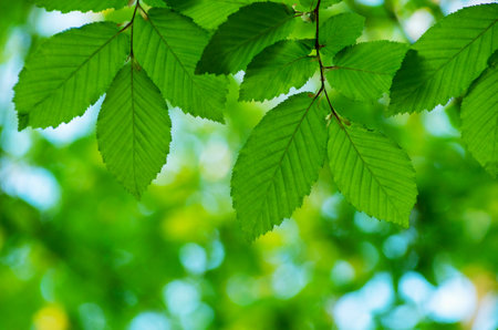 green leaves on the green backgroundsの写真素材