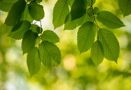 green leaves on the green backgroundsの写真素材