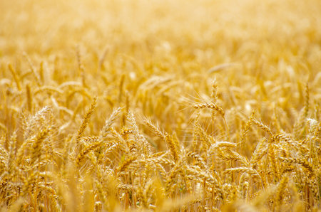 Fields of wheat at the end of summer fully ripeの写真素材