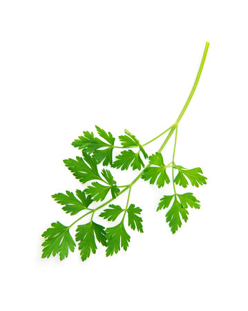 Fresh parsley leaves on white background