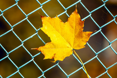 Maple leaf in the fence background