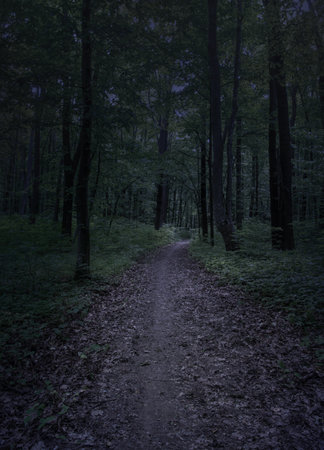 Mysterious pathway through the dark foggy forest in cold tones.の写真素材