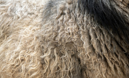 closeup of natural sheep wool
