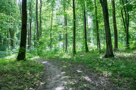 a path is in the green forest