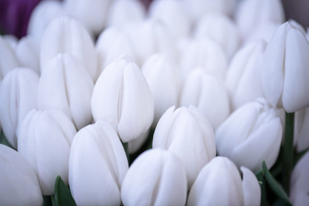 Beautiful white tulips flowerbed closeup. Flower background.の写真素材