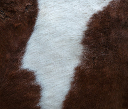 horse hairy texture background, wild animal fur background