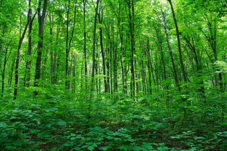 Sunlight in the green forest, spring timeの写真素材