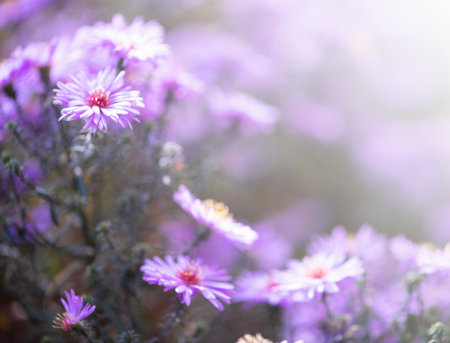 Flowers in the gardenの写真素材