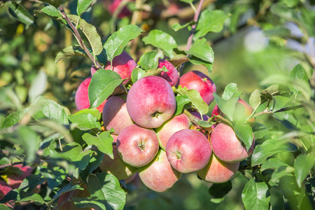 Apples hanging from a tree branch in an apple orchard. Copy space for textの写真素材