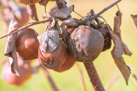 Rotten apples hanging from the branches of the tree. Copy space for textの写真素材