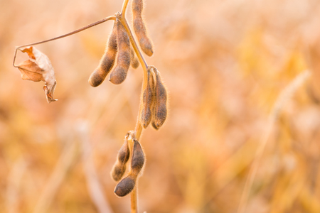 Ripe Soybean pods in field. Copy space for textの写真素材