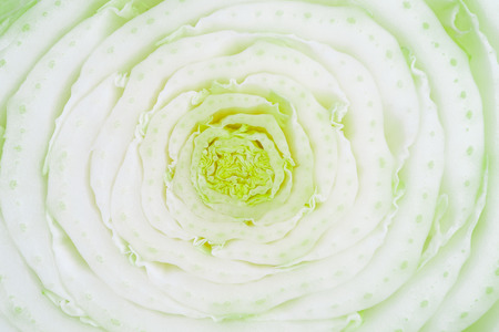 The head of Peking cabbage is cut. Close-up photography