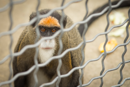 Monkey brazza in a cageの写真素材