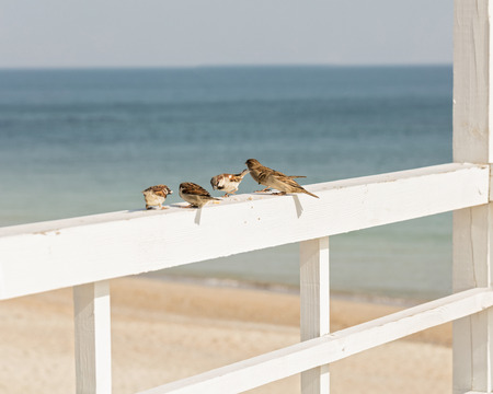 Sparrows on the background of the sea. Selective focus