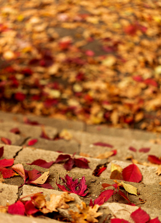 Autumn leaf fall. Red and yellow leaves on the destroyed old stone steps. Blur effect.の写真素材