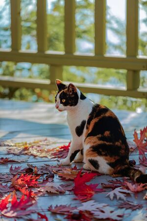 Funny cat on the terrace sitting on red maple leaves on gray wooden background. Selective focus. Blur effect.の写真素材