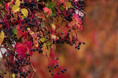 Autumn colors. Early leaves of ornamental grapes. Selective focus. Blur effect.の写真素材