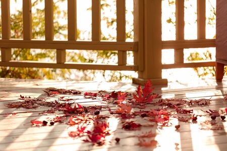 Autumn colors. Red maple leaves on gray wooden background. Selective focus. Blur effect.の写真素材