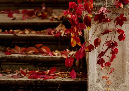 Autumn leaf fall. Red and yellow leaves on the destroyed old stone steps. Blur effect.の写真素材
