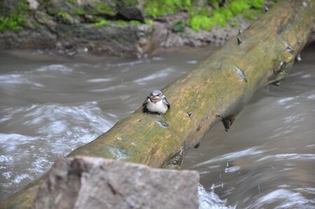 Little bird sitting on a logの写真素材