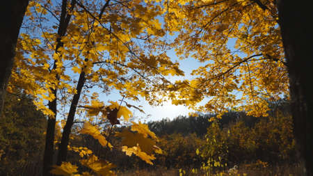 Close up of golden maple leaves falls on ground in autumn forest. Yellow vivid foliage covered lawn...