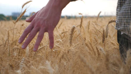Young farmer walking through the barley field and stroking with arm golden ears of crop. Male hand...