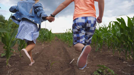 Little girl and boy holding hands of each other and having fun while running through corn field....