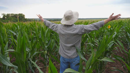 Close up of young farmer standing on corn field at organic farm and raising hands. Male worker looking at maize plantation at overcast day. Concept of agricultural business.の写真素材