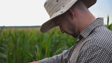 Close up of young farmer examining single sunflower on corn field. Male worker standing at maize plantation and gently touching yellow flower. Agriculture concept. Blurred background of green meadowの写真素材